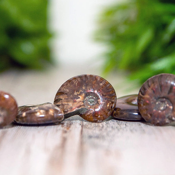 Ammonite Reviews